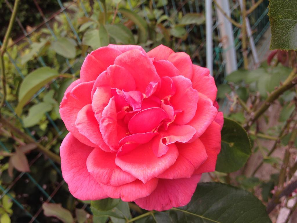 Affittacamere Le Rose Imola Exterior photo
